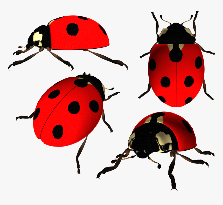 Ladybug Png Image - Ladybird Beetle Png, Transparent Png