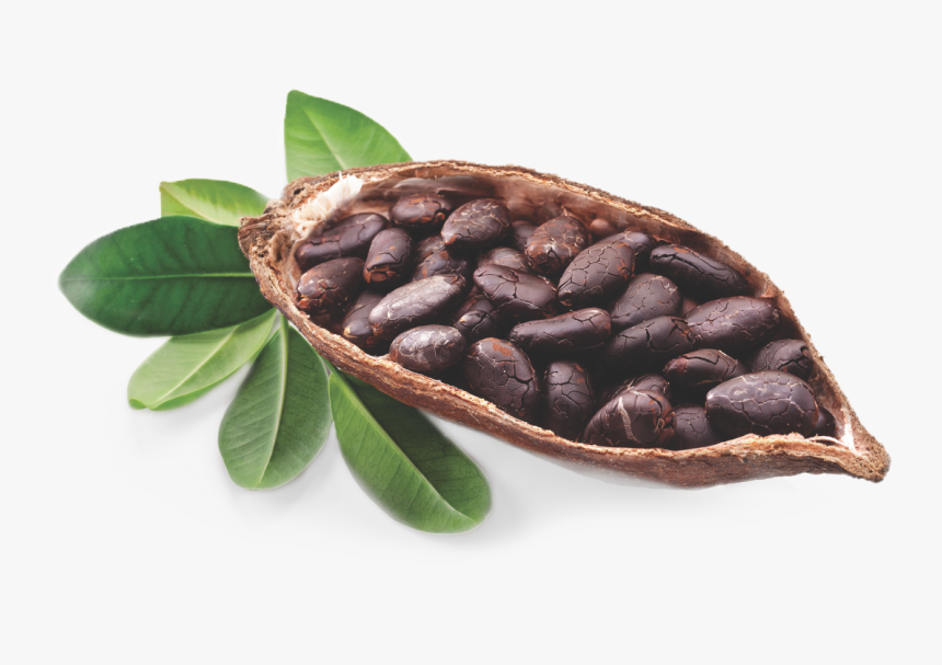Cocoa Bean Tree - Cocoa Butter Png, Transparent Png