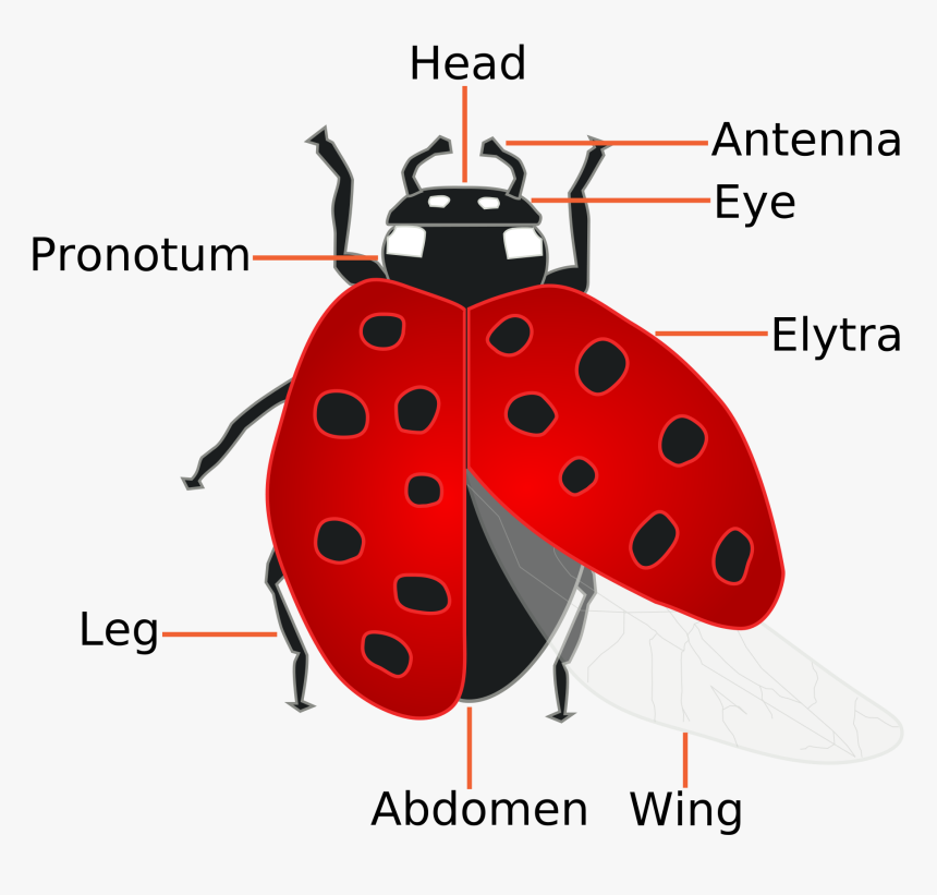 Ladybugs - Parts Of A Ladybug, HD Png Download