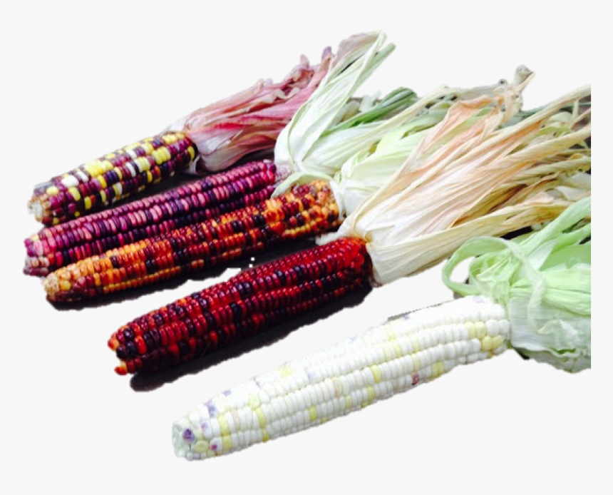 Group Of Corn - Leaf Vegetable, HD Png Download