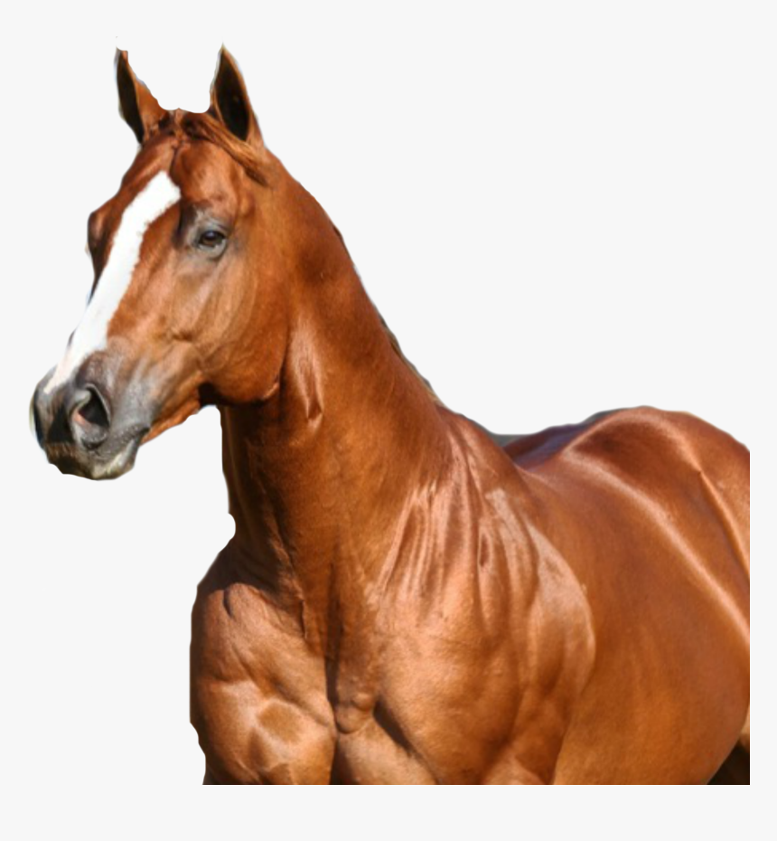 Sorrel, HD Png Download