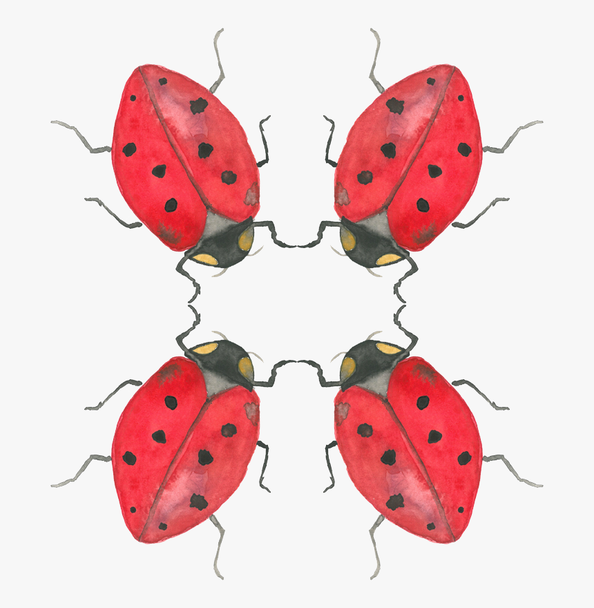 Ladybug, HD Png Download