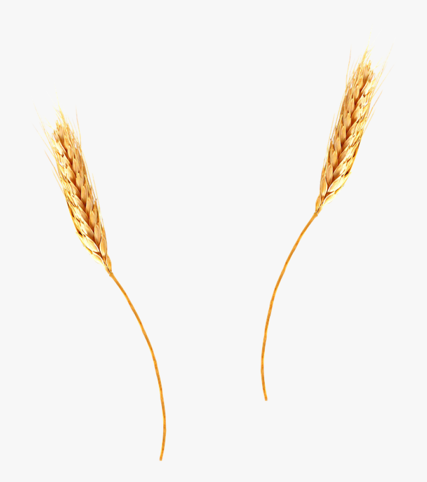 Wheat Png Image - Wheat Straw Transparent Background, Png Download