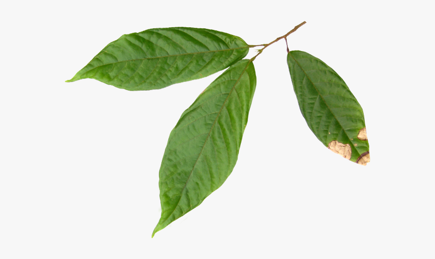 Hojas Del Arbol De Cacao, HD Png Download