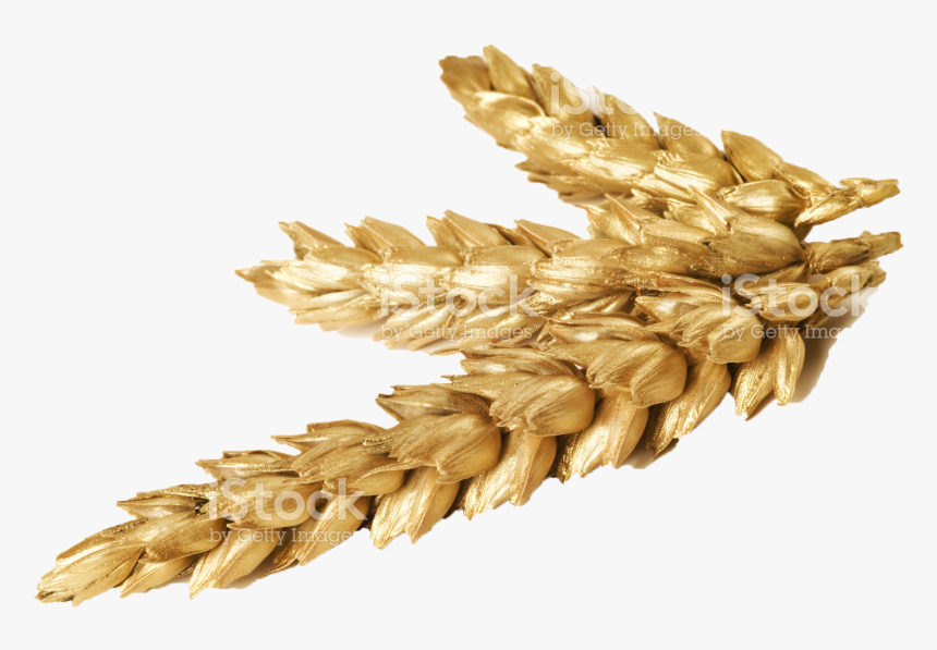Transparent Wheat Png - Wheat Png, Png Download