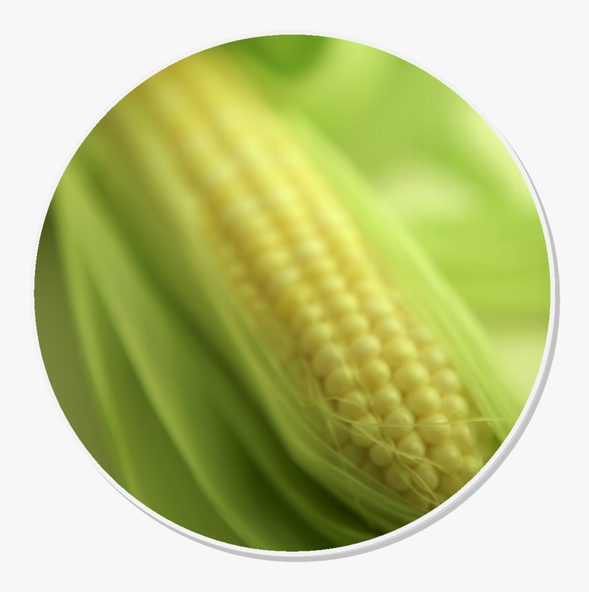 Corn On The Cob, HD Png Download