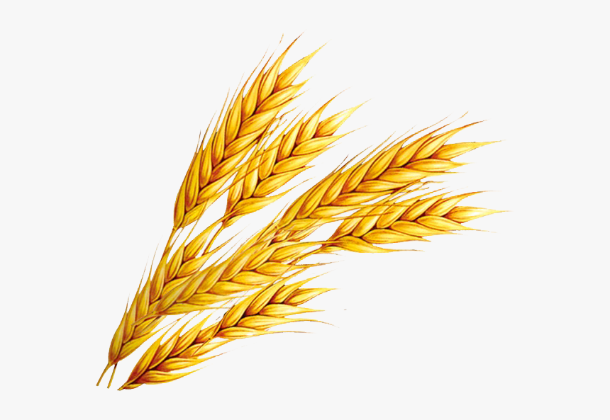 Wheat Png Free Download - Wheat Clipart, Transparent Png