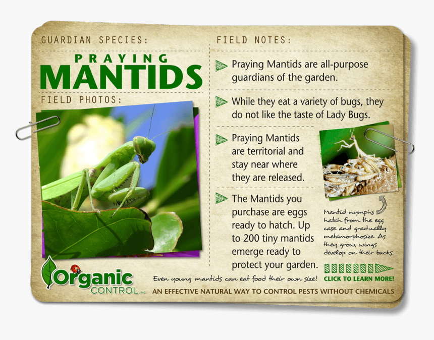 Https - //organiccontrol - Com/mantids/ - Science Book, HD Png Download