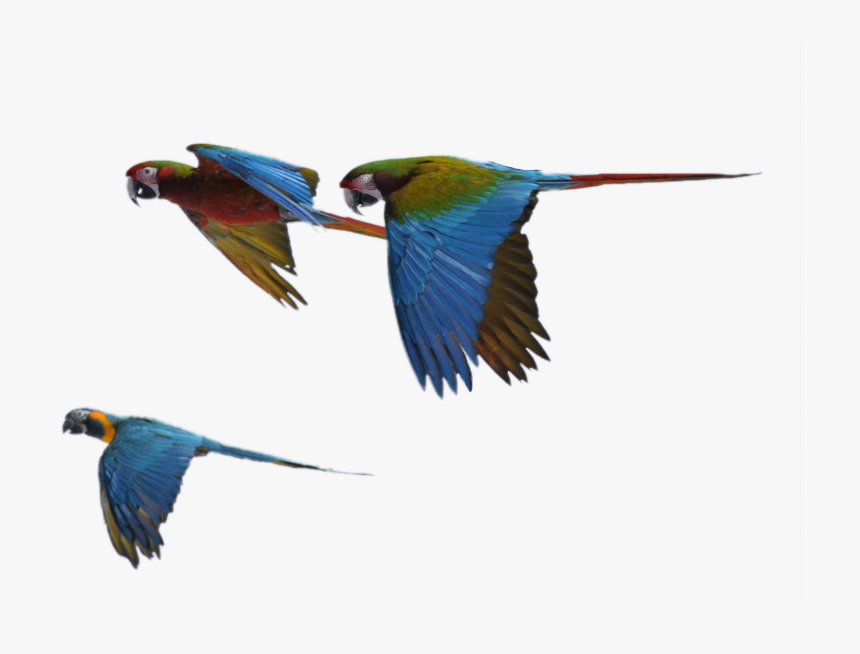 Macaw, HD Png Download