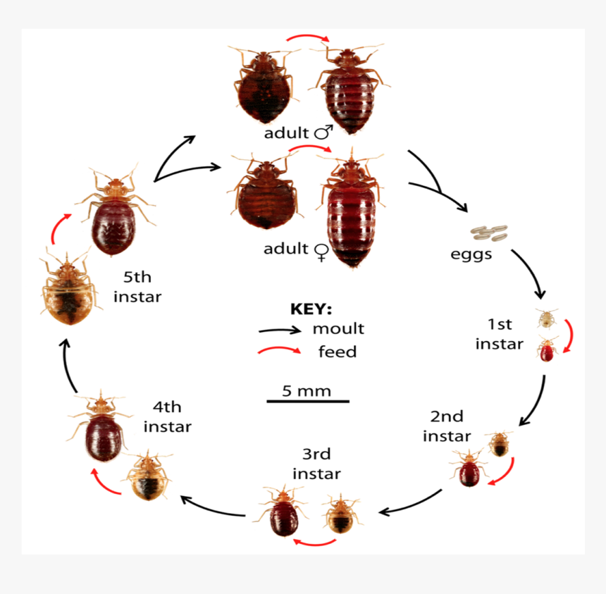 Life Cycle & Feeding Image - Pest Control Chennai, HD Png Download