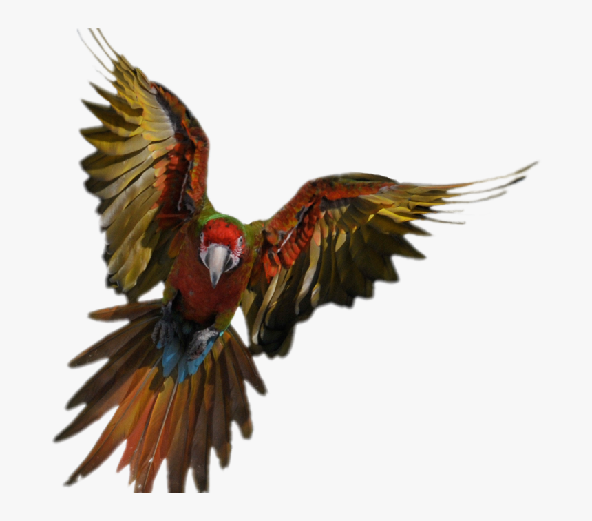 Introducing New Flyers - Flying Parrot, HD Png Download