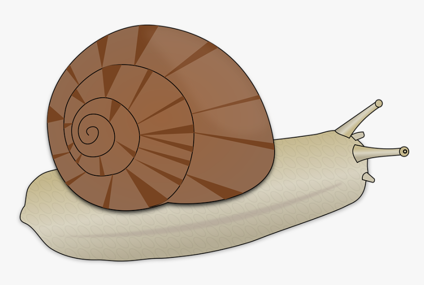 Snail, Animal, Slow, Spiral - Clipart Escargot, HD Png Download