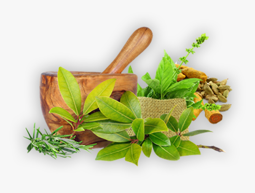 ayurveda png transparent png transparent png image pngitem ayurveda png transparent png