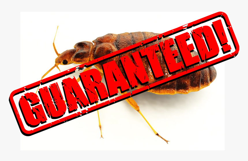 Insect, HD Png Download