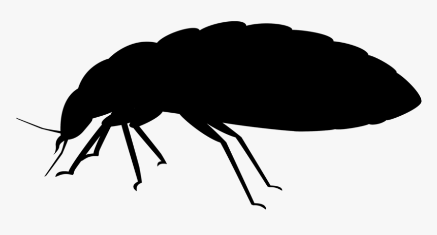 Bed Bug Removal Jiminey Kricket Exterminating - Beetle, HD Png Download