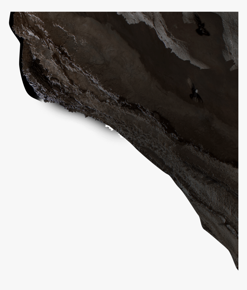 Tree, HD Png Download