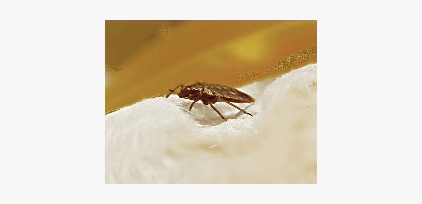Bed Bug - Mosquito, HD Png Download