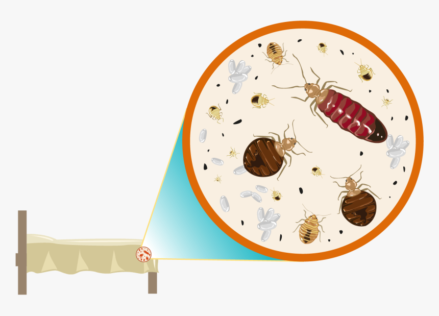 We Specialize In The Removal Of Bed Bugs - Vector Bed Bugs Room, HD Png Download