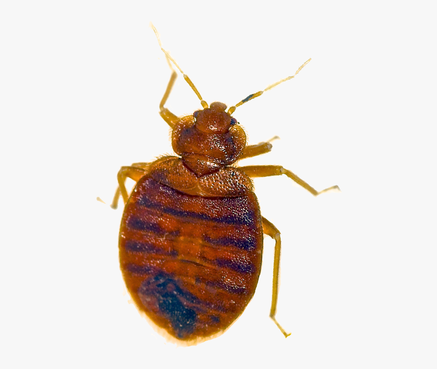 Bed Bug Pest Removal Las Vegas Nv - Bed Bug And Dust Mite, HD Png Download
