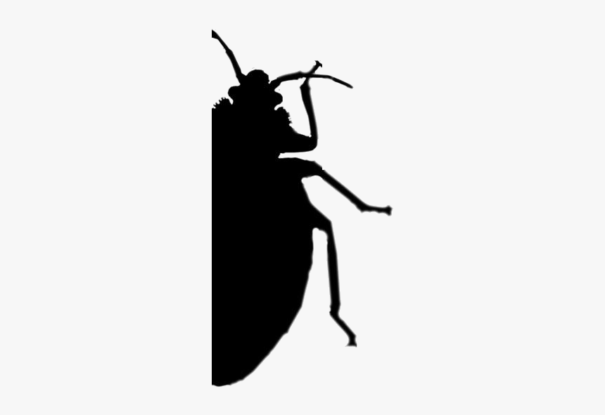 Bed Bug Png Transparent Images - Leaf Beetle, Png Download