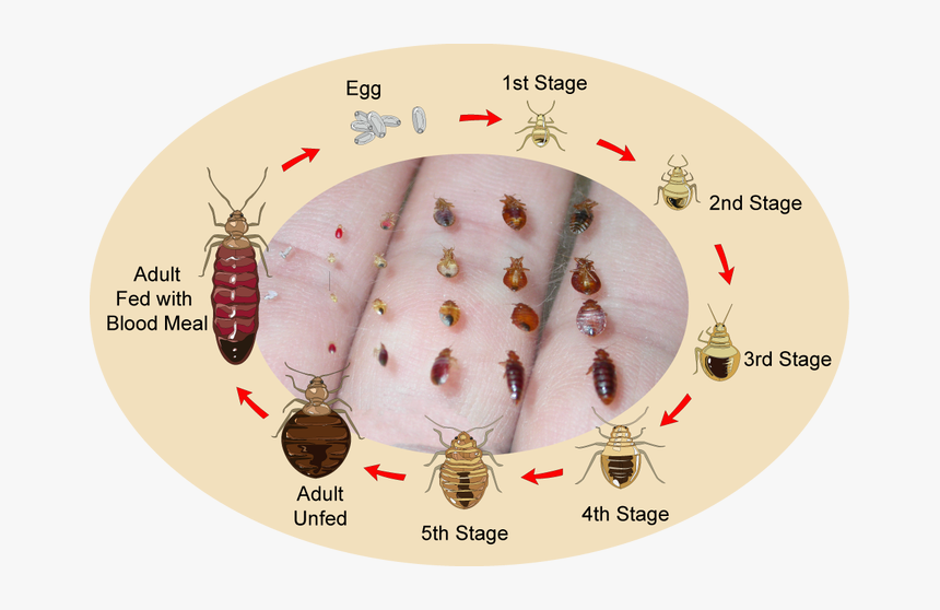Bed Bug Eggs, HD Png Download