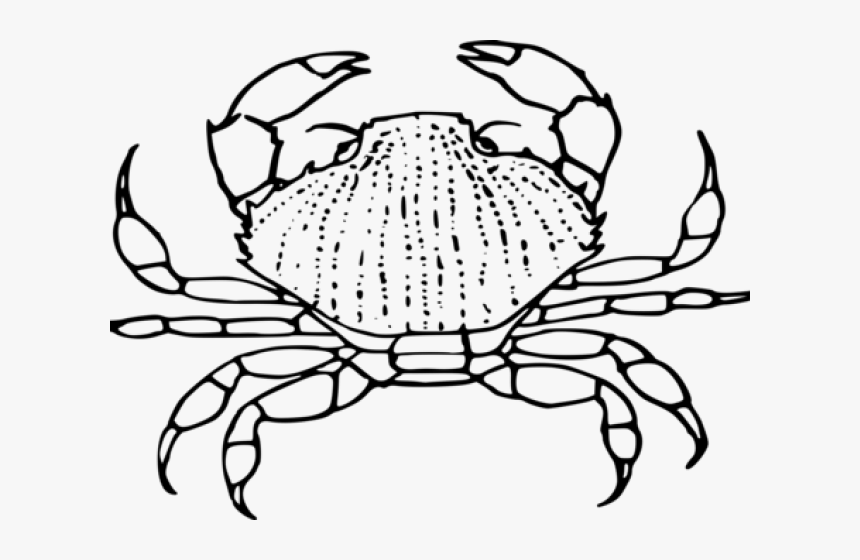 Hermit Crab Clipart Chibi - Clip Art, HD Png Download