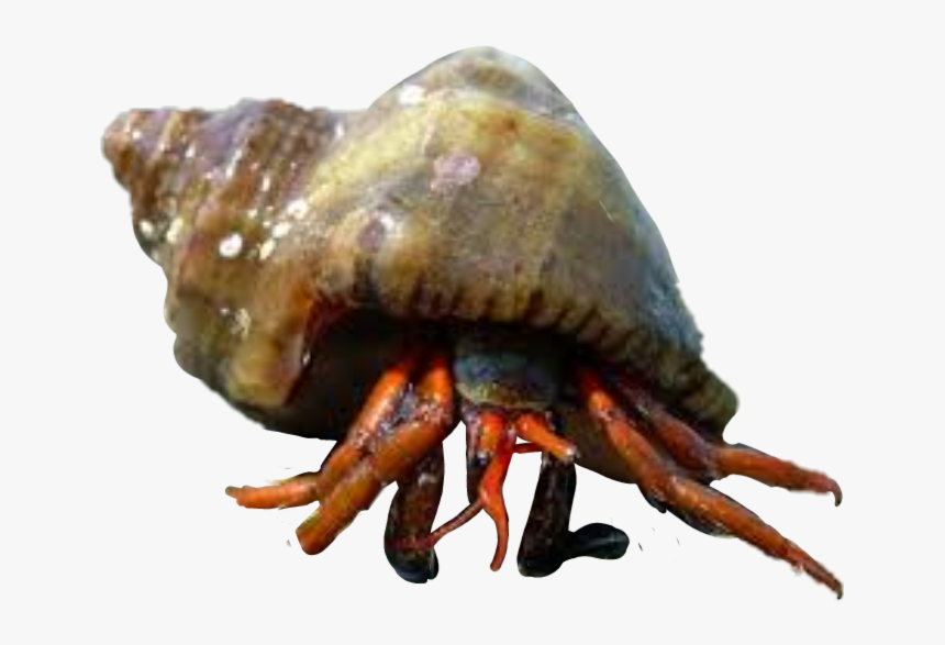#hermit Crabs - Rapan, HD Png Download