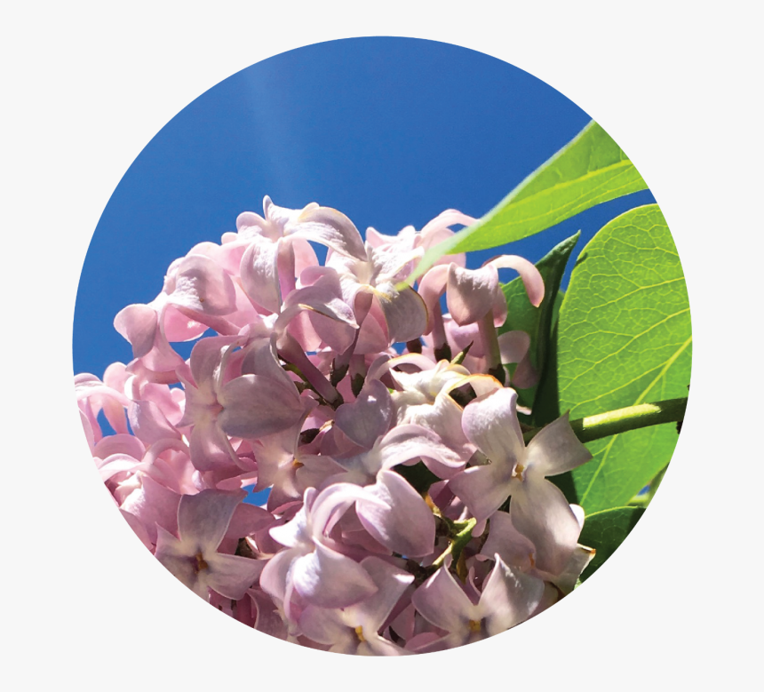 Hydrangea, HD Png Download