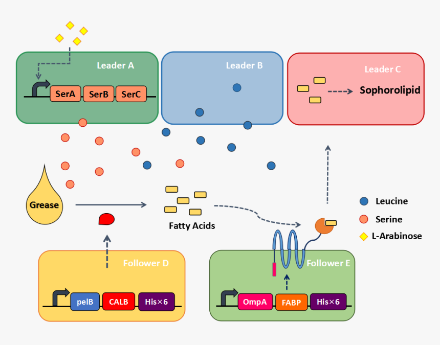 Follower Png, Transparent Png