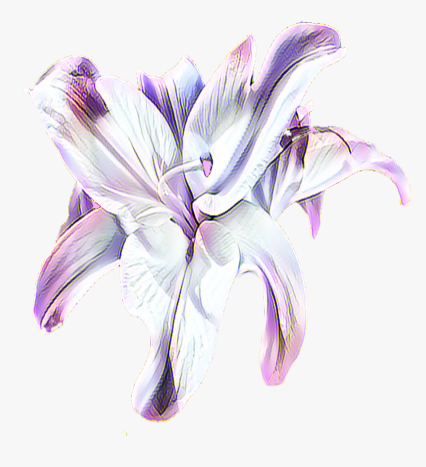 Transparent Lavender Black And White - Purple Lily Flower Png, Png Download