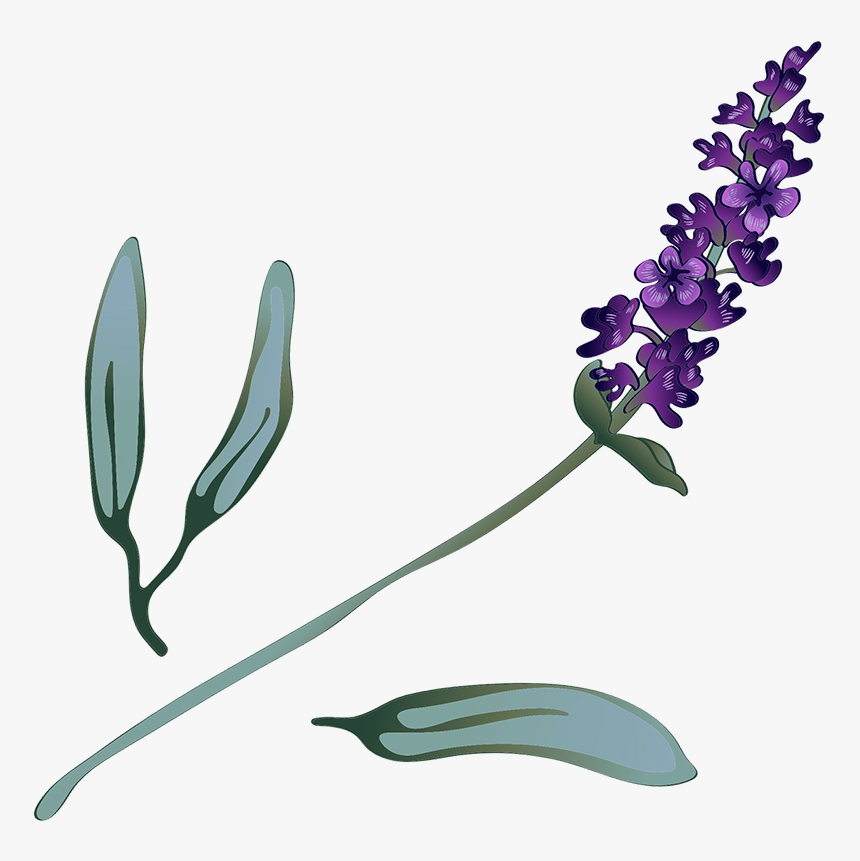 Lavender Sprig - Fernleaf Lavender, HD Png Download