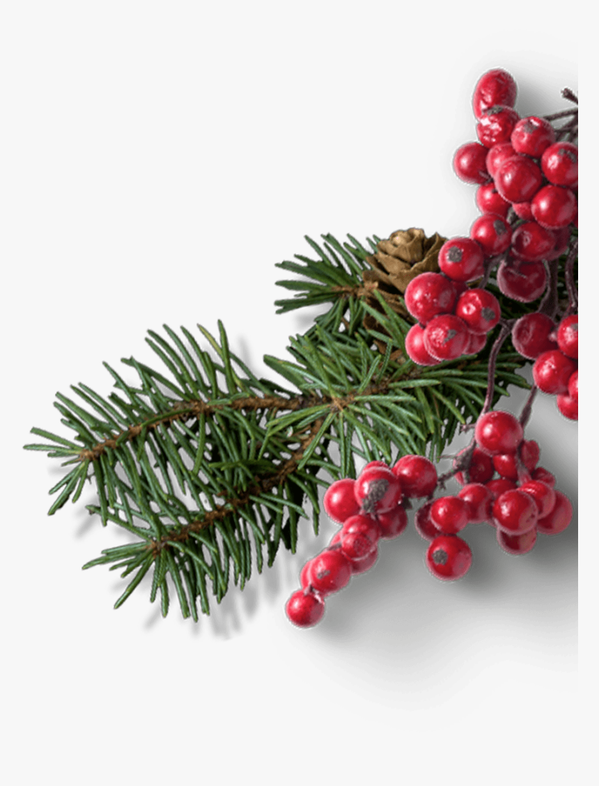 Christmas Tree, HD Png Download