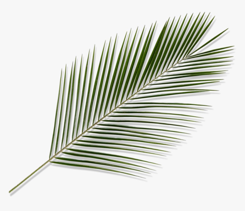 Christmas Elements Png, Transparent Png