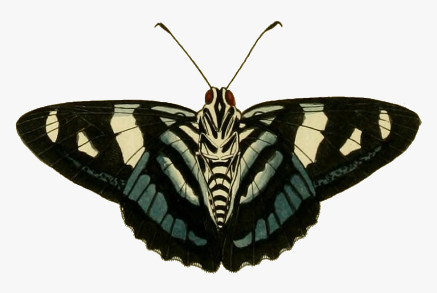 Jemadia Gnetus - Papilio Machaon, HD Png Download