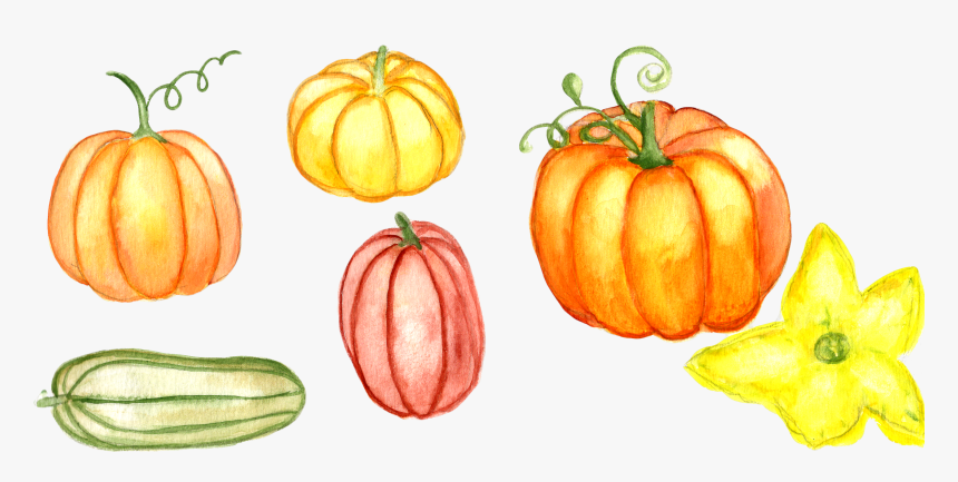 Watercolor Pumpkin Png -watercolor Pumpkin Clipart - Watercolor Pumpkins Kids, Transparent Png
