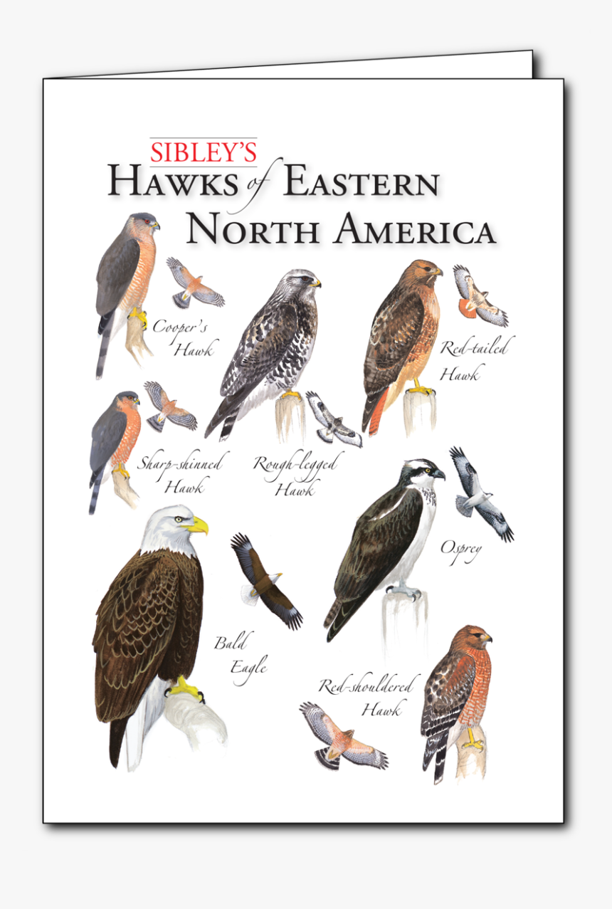 Eagle, HD Png Download