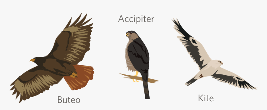 Red-tailed Hawk, HD Png Download