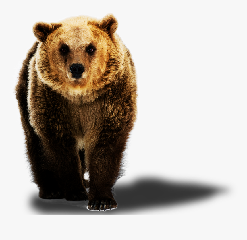 Grizzly Bear, HD Png Download