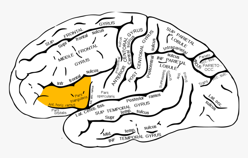 Gray726 Triangular Part Of Ifg - Superior Temporal Sulcus, HD Png Download