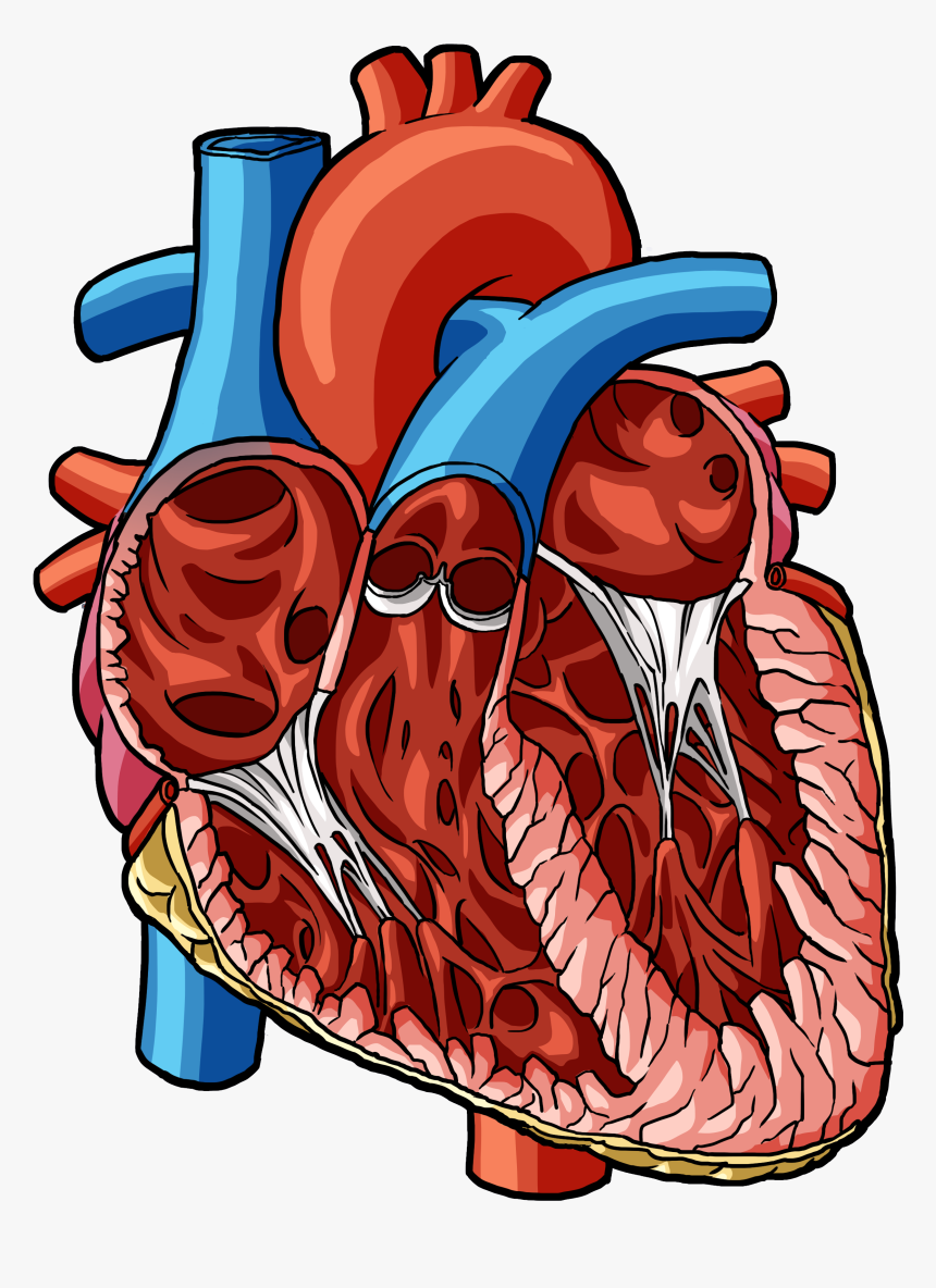 Illustration, HD Png Download