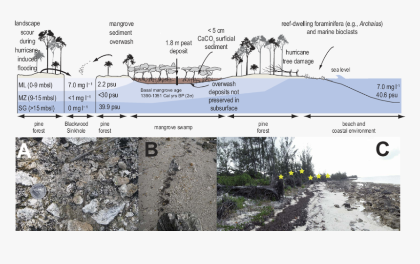 Tree, HD Png Download