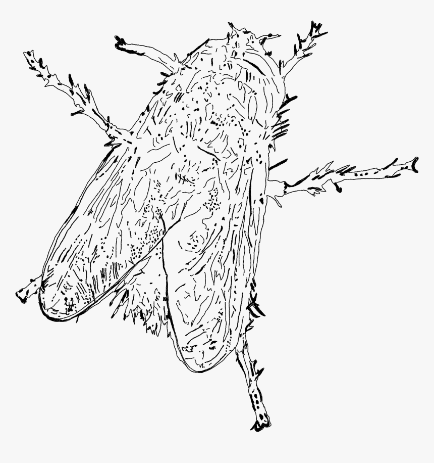 Central Park Png, Transparent Png , Transparent Png Image - PNGitem