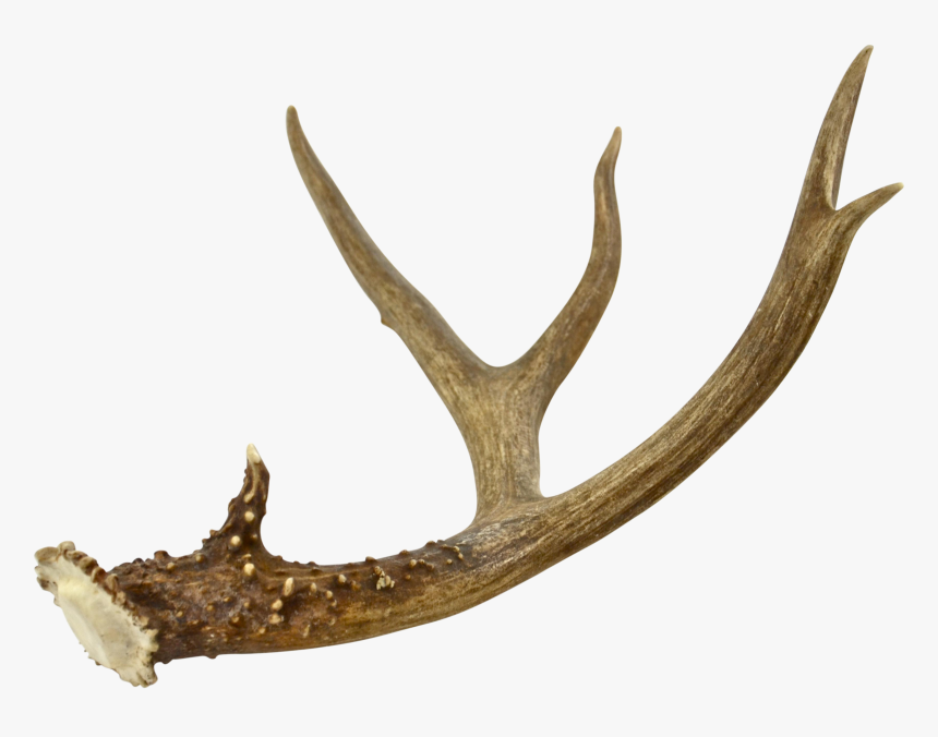 Clip Art Deer Antler Fabric - Antler, HD Png Download