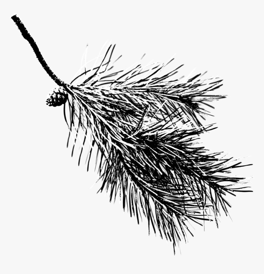 Pinetree - Pine Branch Transparent Background, HD Png Download