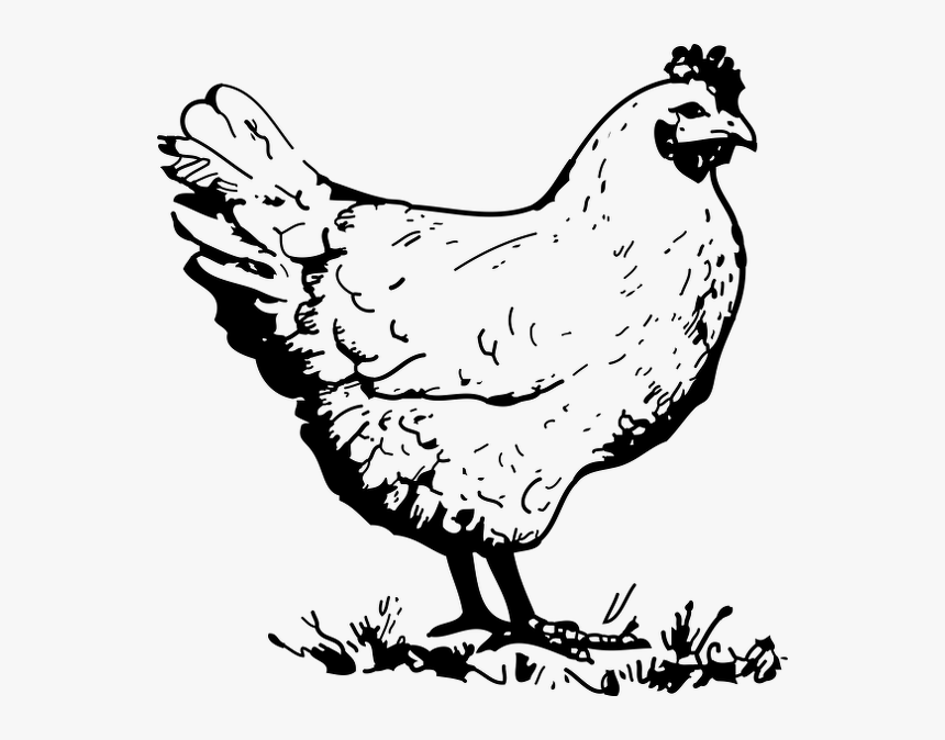 Lineart-chicken - Chicken Black And White Clipart, HD Png Download