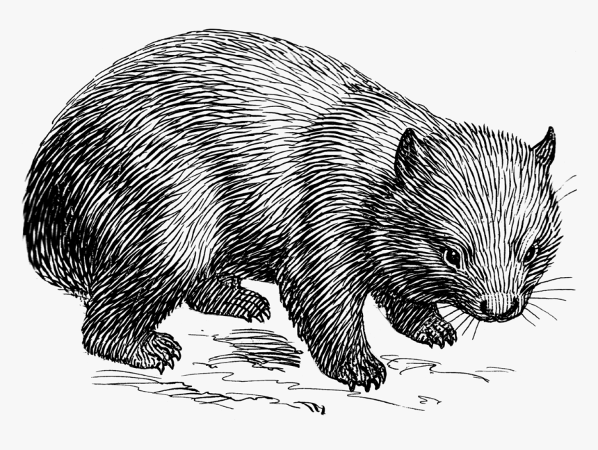 Wombat Lineart T - Wombat Black And White, HD Png Download