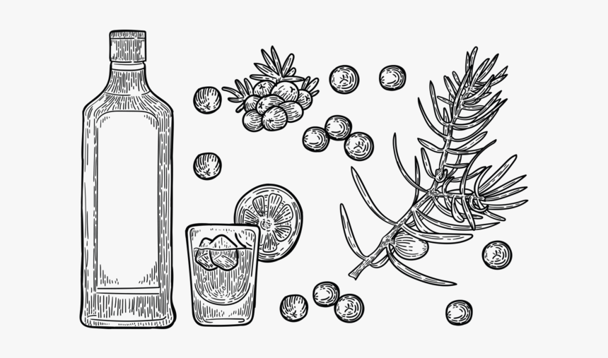 Free Hand Drawn Juniper Vector - Vector Gin, HD Png Download