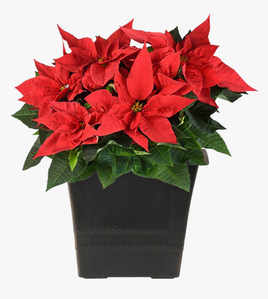 Fresh Poinsettias Png Pic - Christmas Poinsettia, Transparent Png