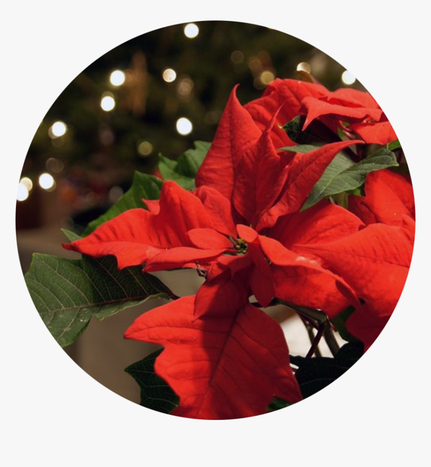 Seasonal Floral Arrangements - Poinsettia, HD Png Download