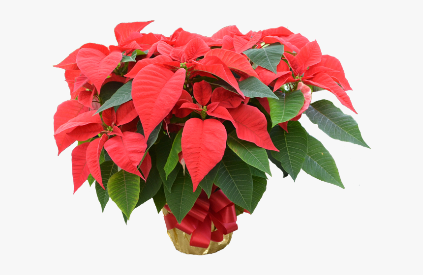 Poinsettia, HD Png Download